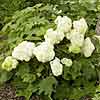 'Vaughn's Lillie' oak leaf hydrangea