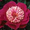 'Ursa Major' peony