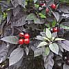 'Black Pearl' ornamental pepper
