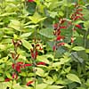 'Golden Delicious' pineapple sage