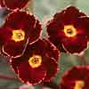 'Copper Kettle' primrose