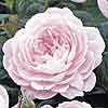The Queen of Sweden rose