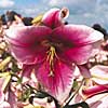 'Scene Stealer' lily