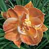 'Sunburst' daylily
