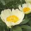 'Empress Wu' peony