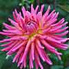 'Tutti Frutti' dahlia