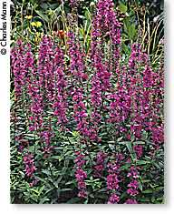 Purple loosestrife
