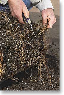 Root pruning