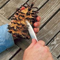 Press the suet into a pine cone