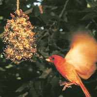 Bird eating from pine cone feeder