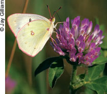 Sulphur butterfly on red clover