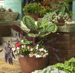House Plant Combos